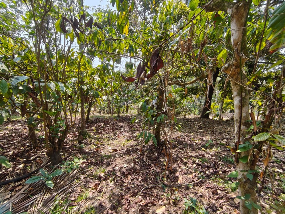 Plot for Sale in Kenichira, Wayanad