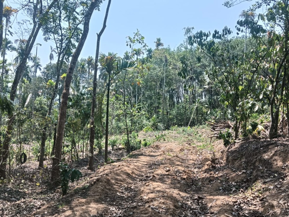  Scenic Land for Sale in Kambalakkad, Wayanad 