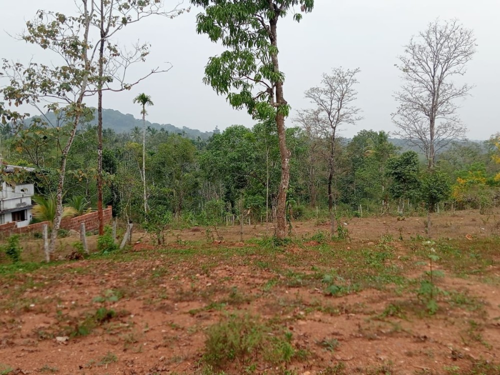 Land for Sale in Meenangadi, Wayanad 